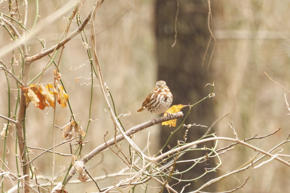 Fox Sparrow - ML651096206