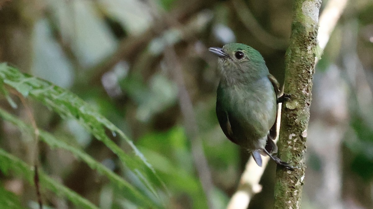 Velvety Manakin - ML651096220