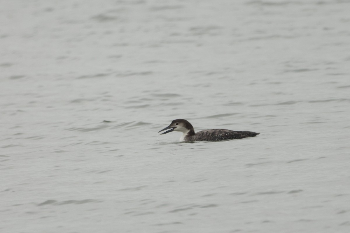 Aliota handia - ML651096249