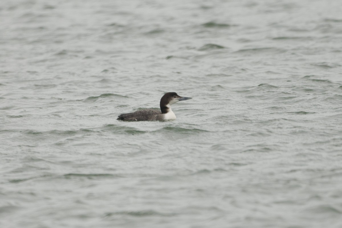 Aliota handia - ML651096250