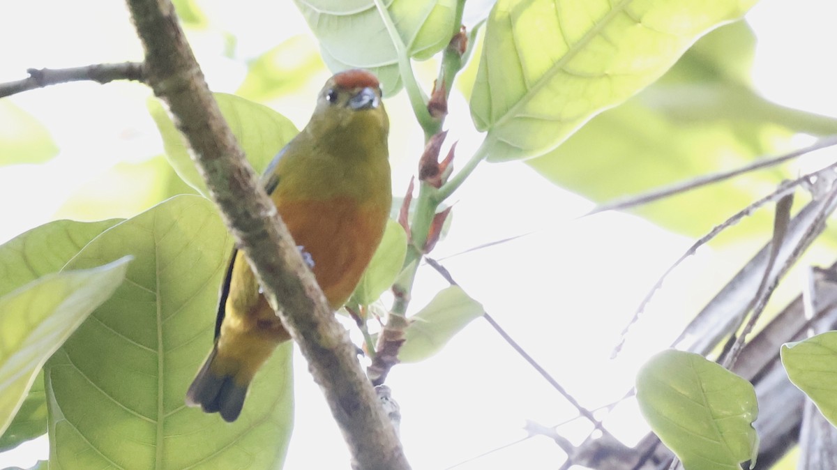 Spot-crowned Euphonia - ML651096273