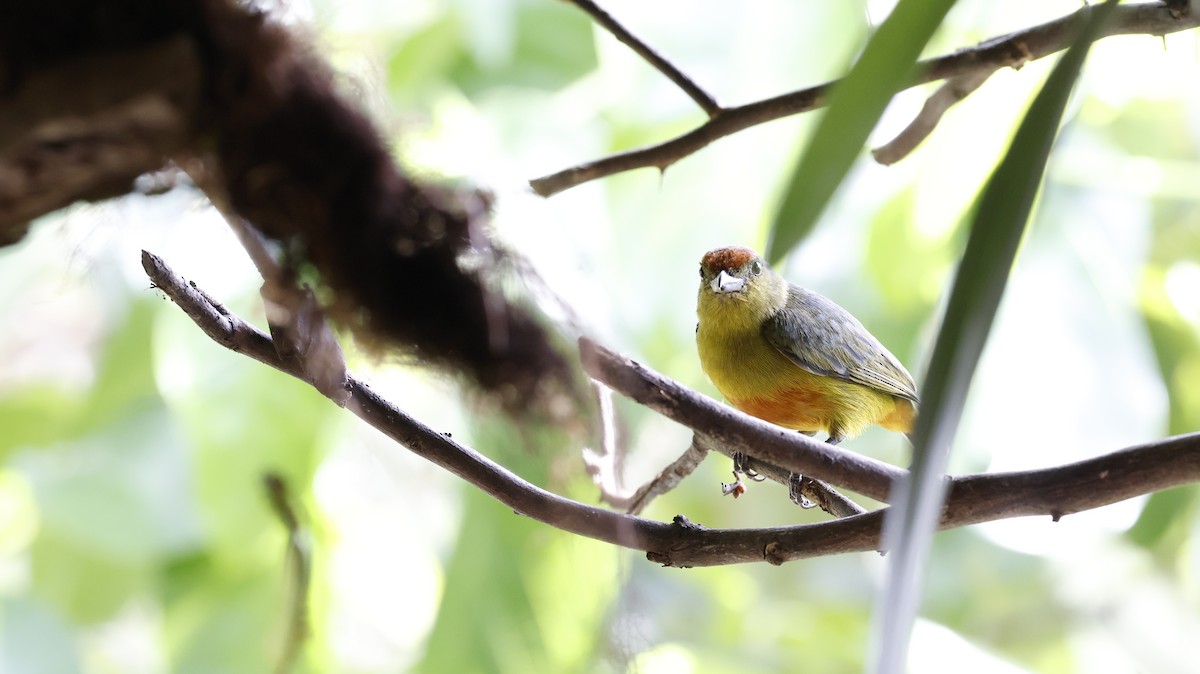 Spot-crowned Euphonia - ML651096275