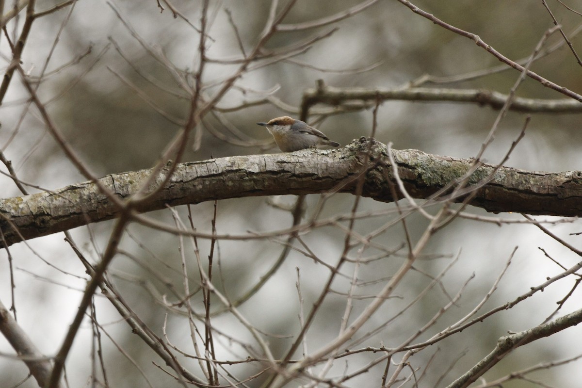 Brown-headed Nuthatch - ML651096294