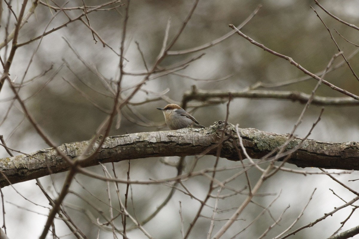 Brown-headed Nuthatch - ML651096295