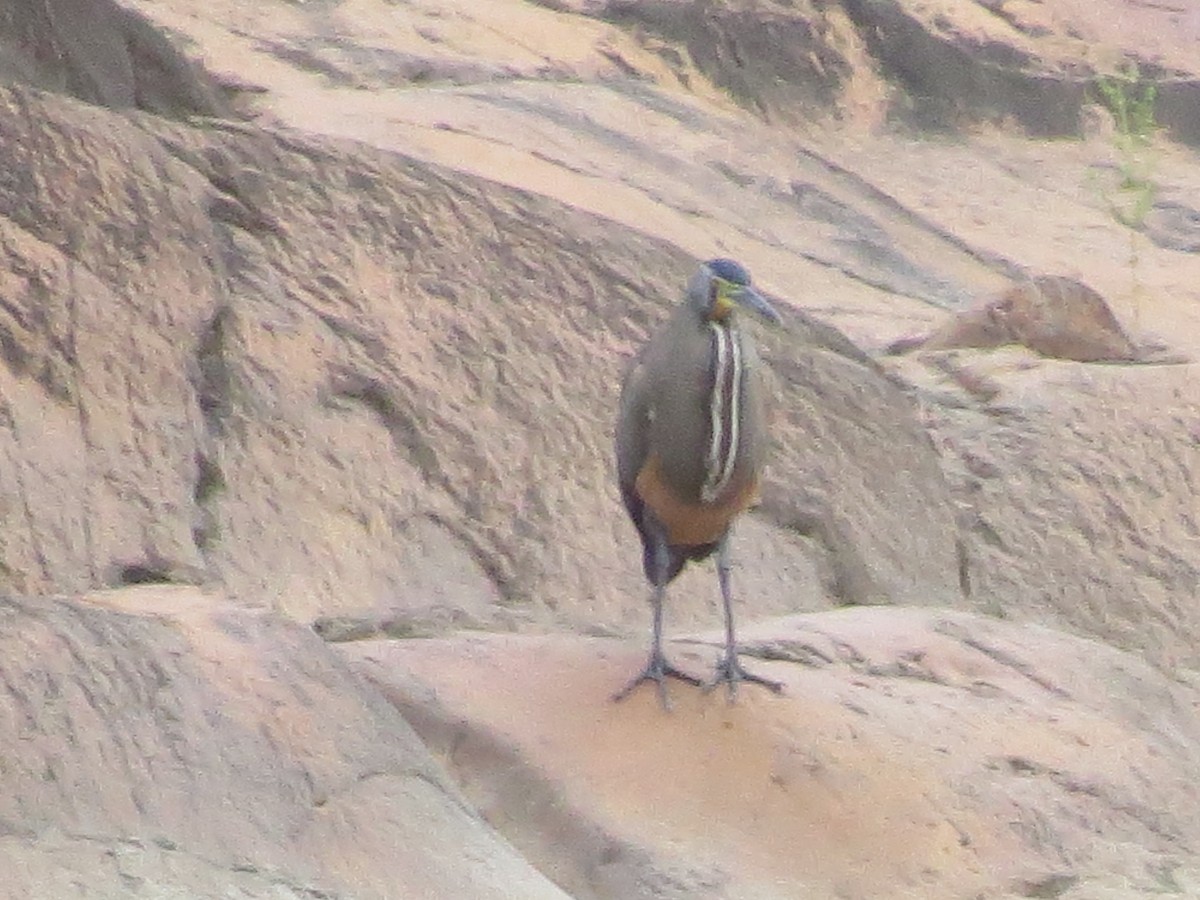 Bare-throated Tiger-Heron - ML651096360