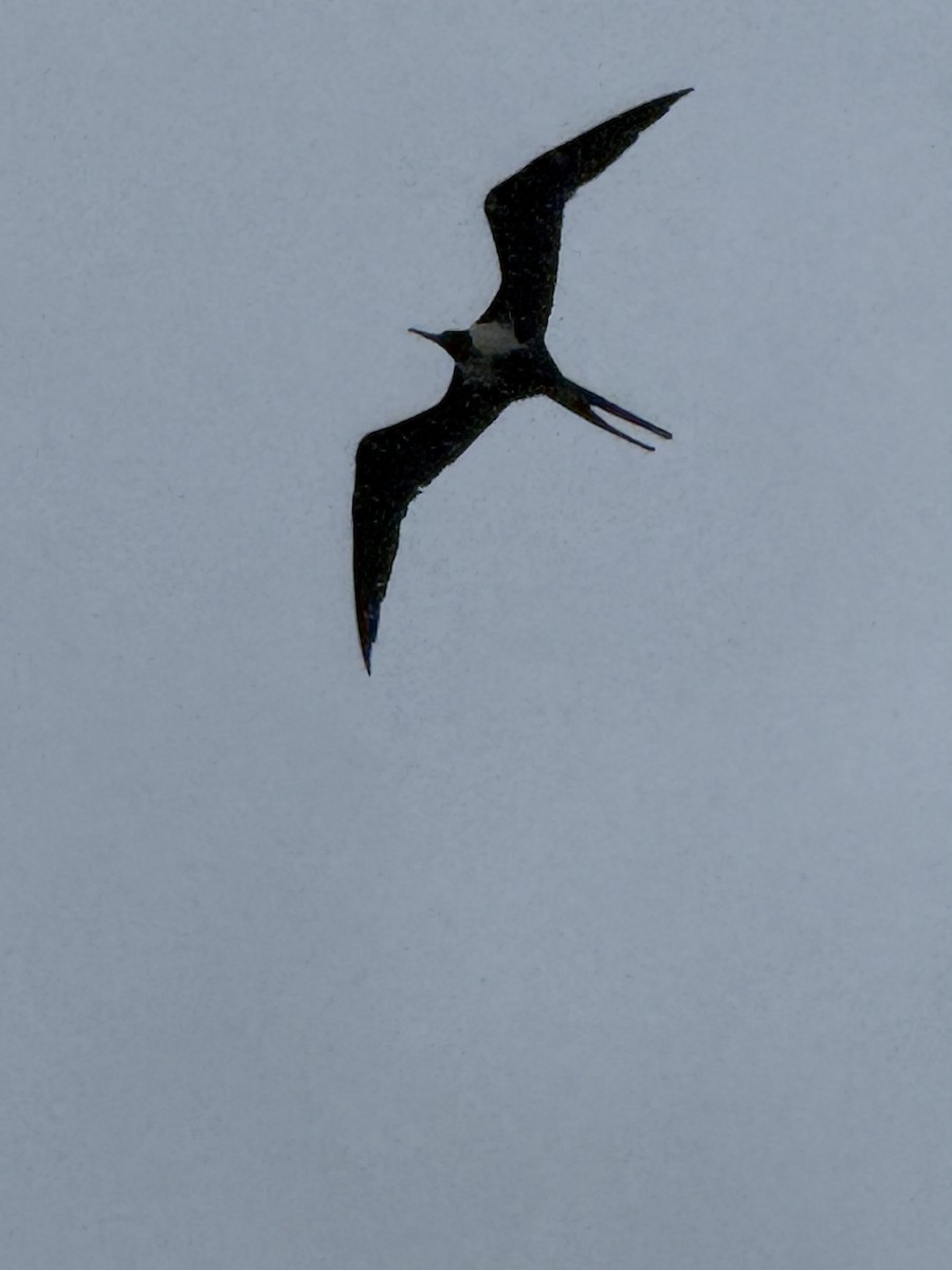 פריגט גדול - ML651096470