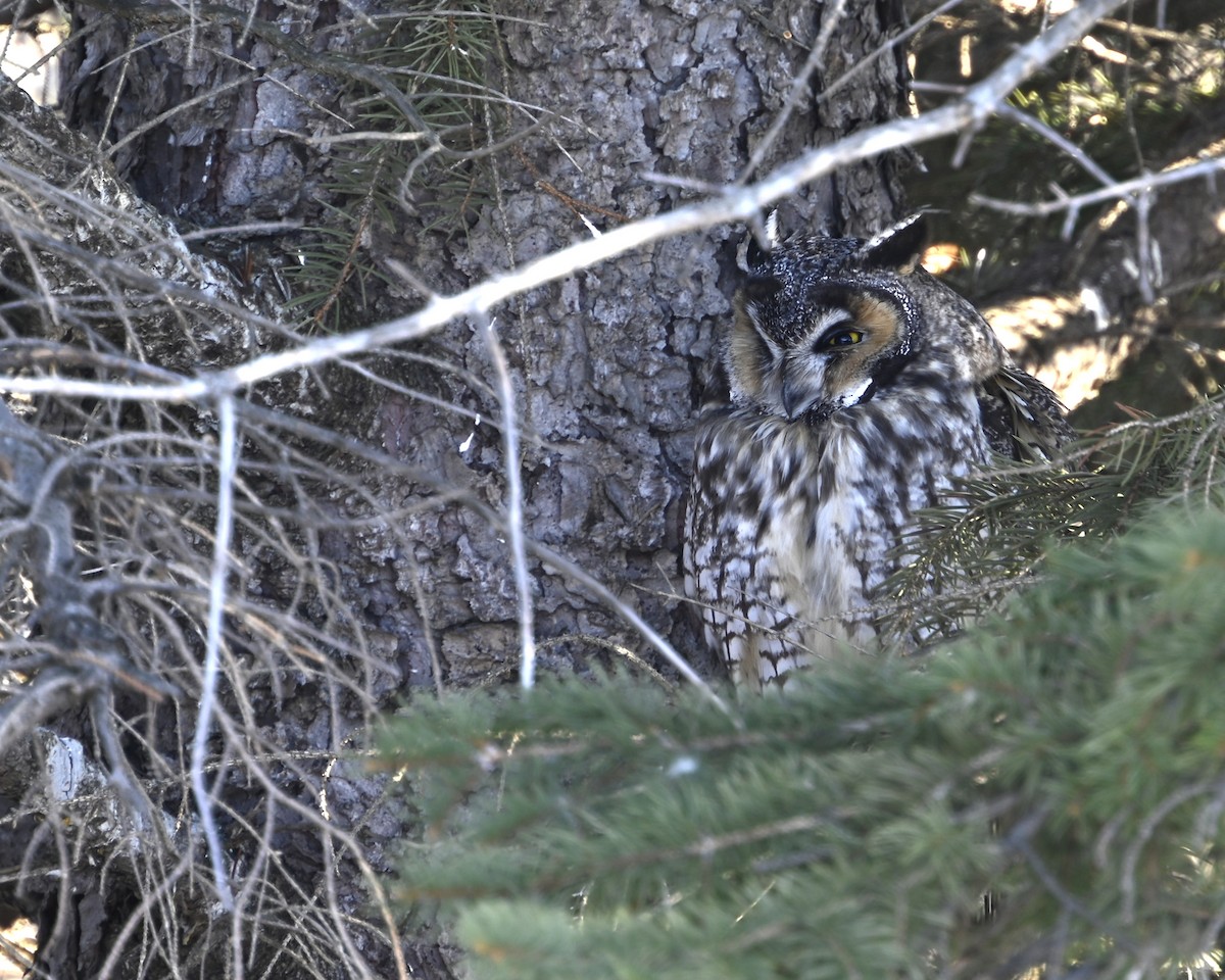 Hibou moyen-duc - ML651096491