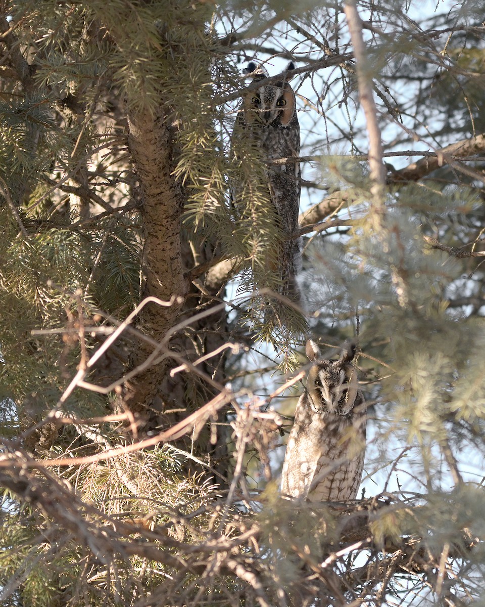 Hibou moyen-duc - ML651096511