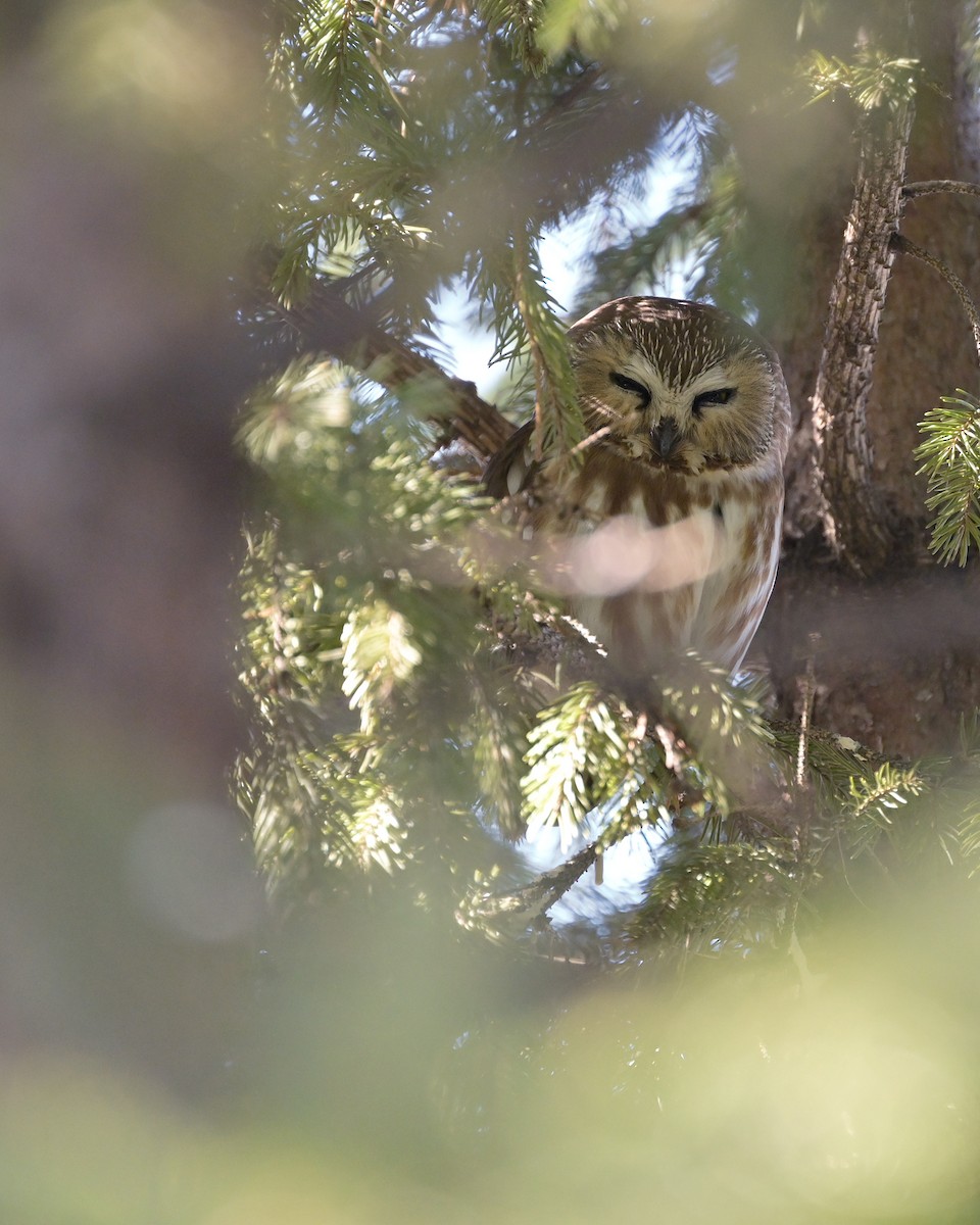 Petite Nyctale - ML651096646