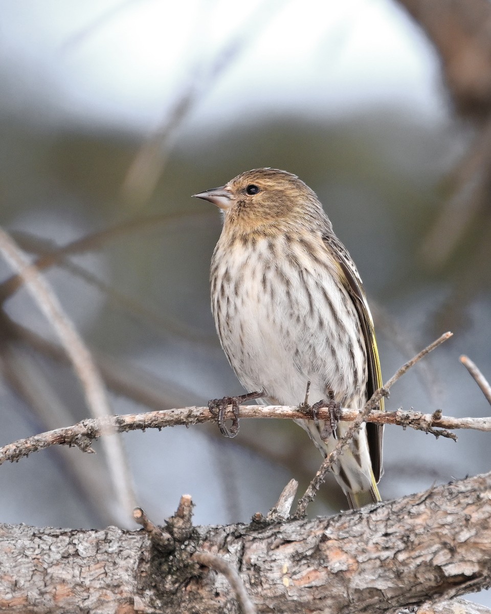 stripesisik - ML651096775