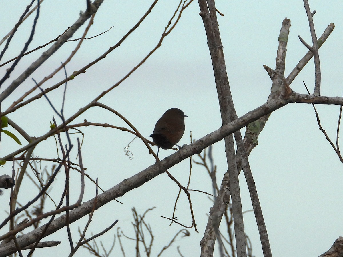 Marsh Wren - ML651096990