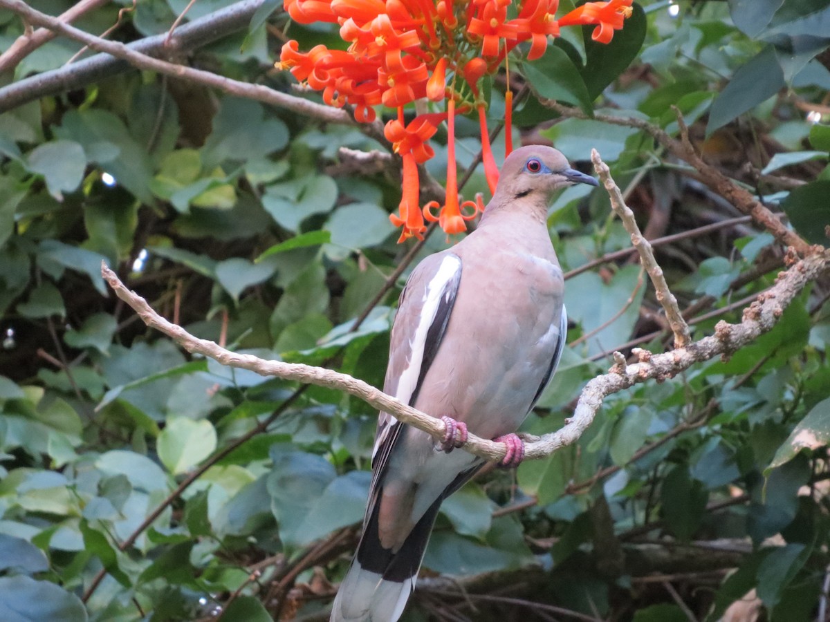 White-winged Dove - ML651097051