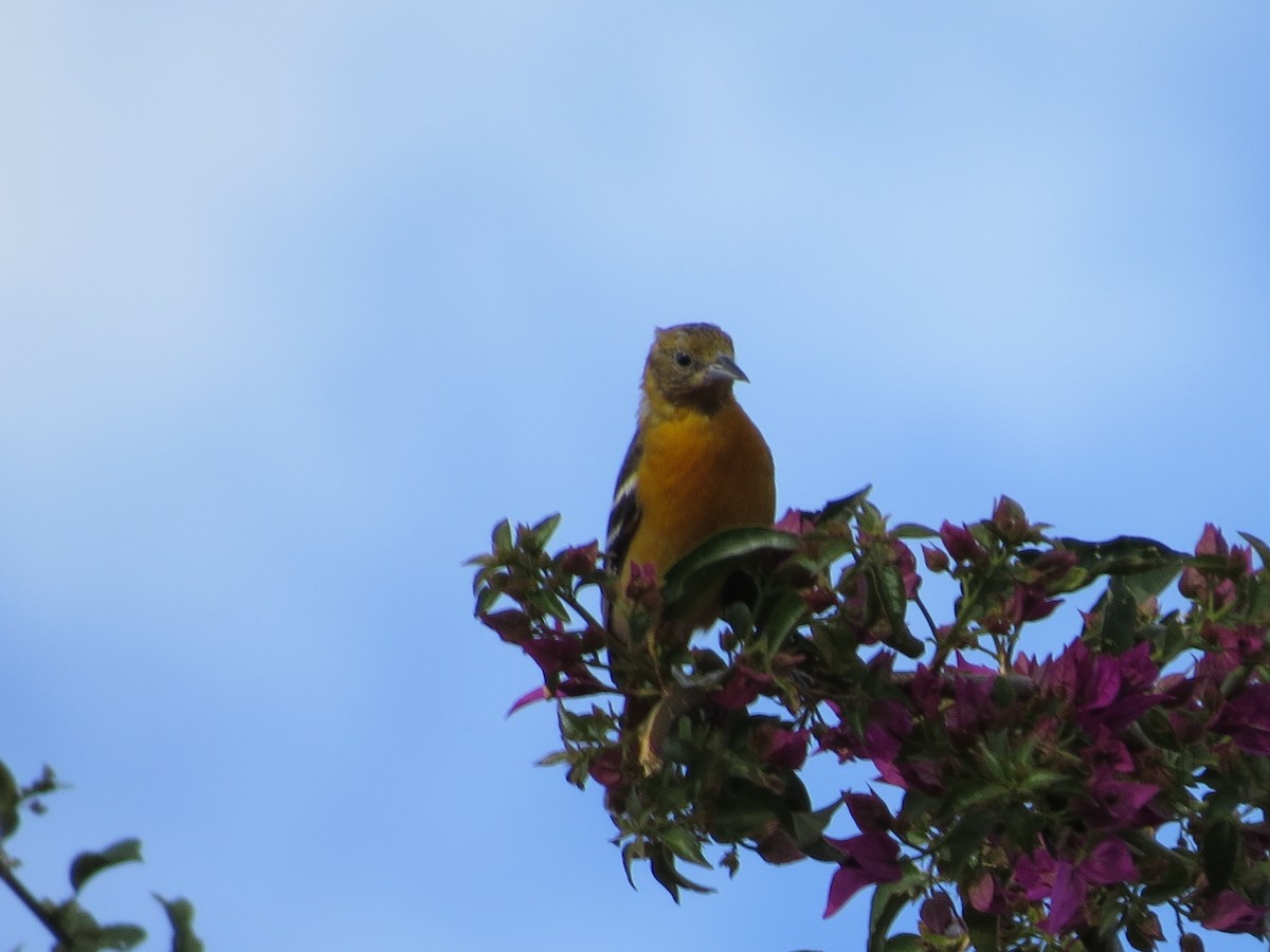 Baltimore Oriole - ML651097205