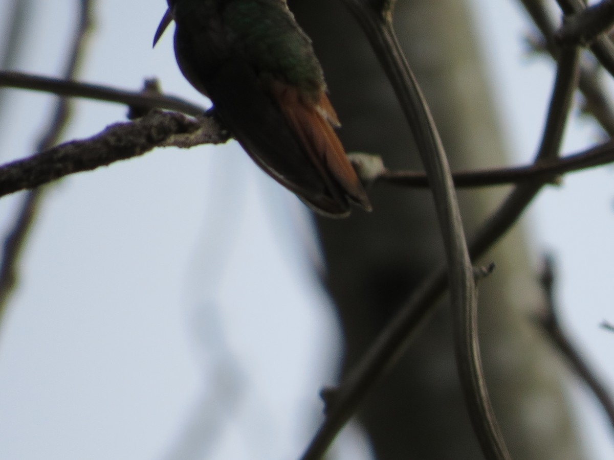 Rufous-tailed Hummingbird - ML651097290