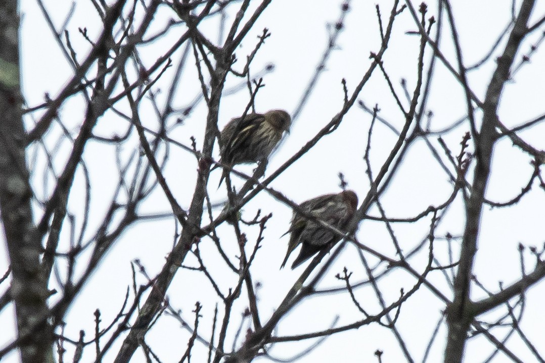 stripesisik - ML651097388