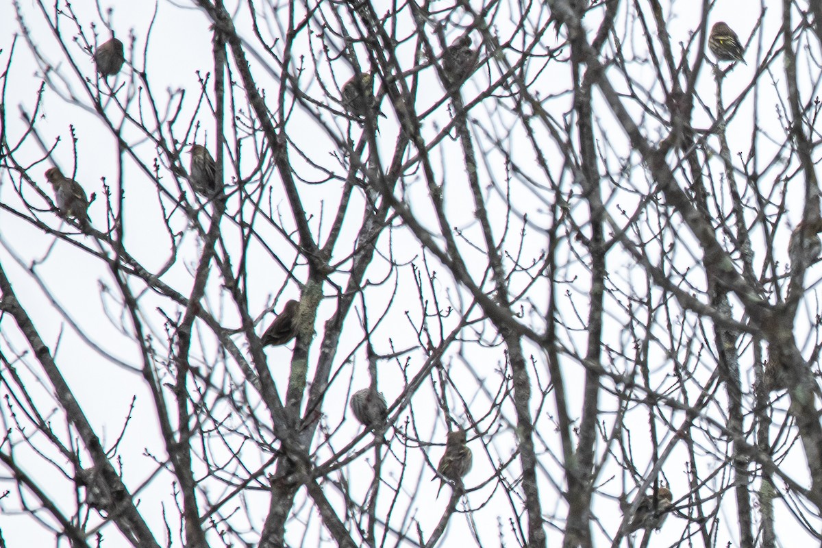 stripesisik - ML651097389