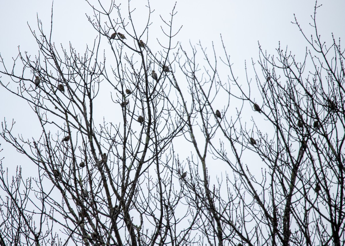 stripesisik - ML651097420