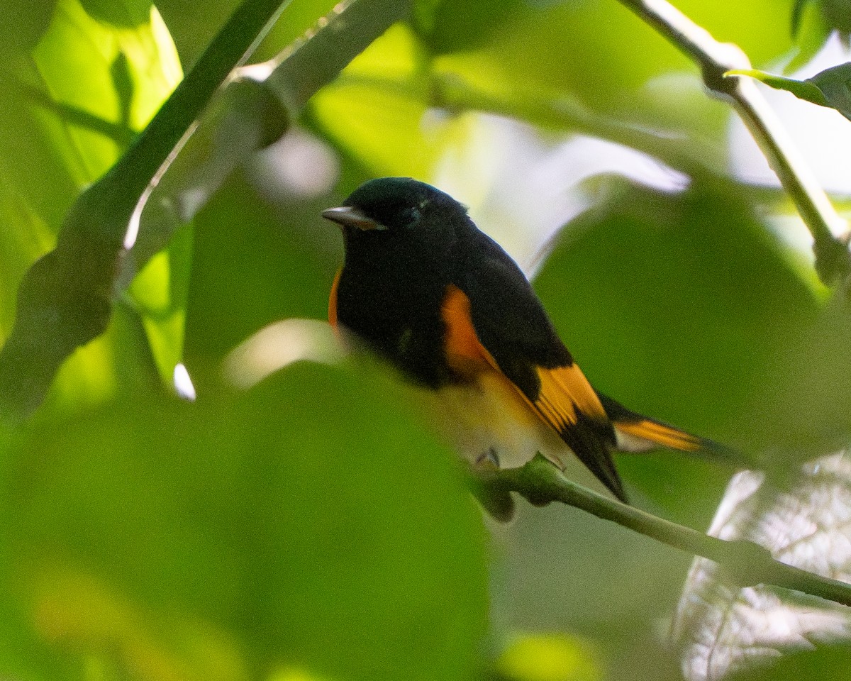 Горихвостковая древесница - ML651097423