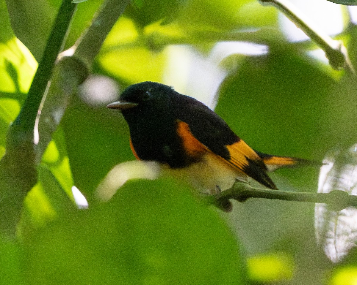 Горихвостковая древесница - ML651097424