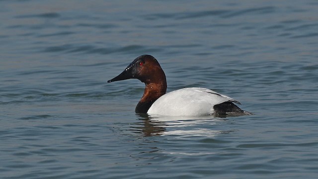 Canvasback - ML651097659