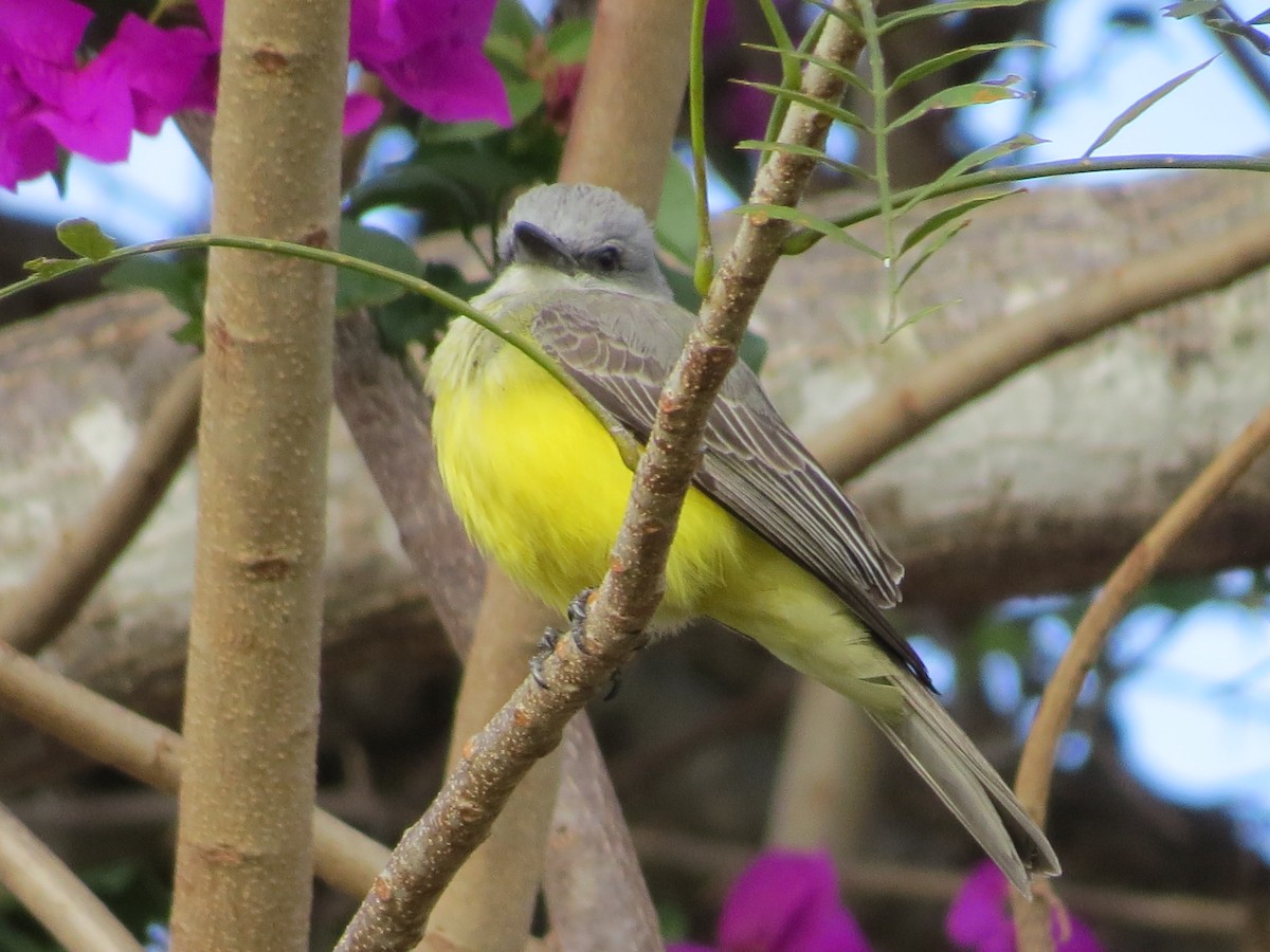 Tropical Kingbird - ML651097666