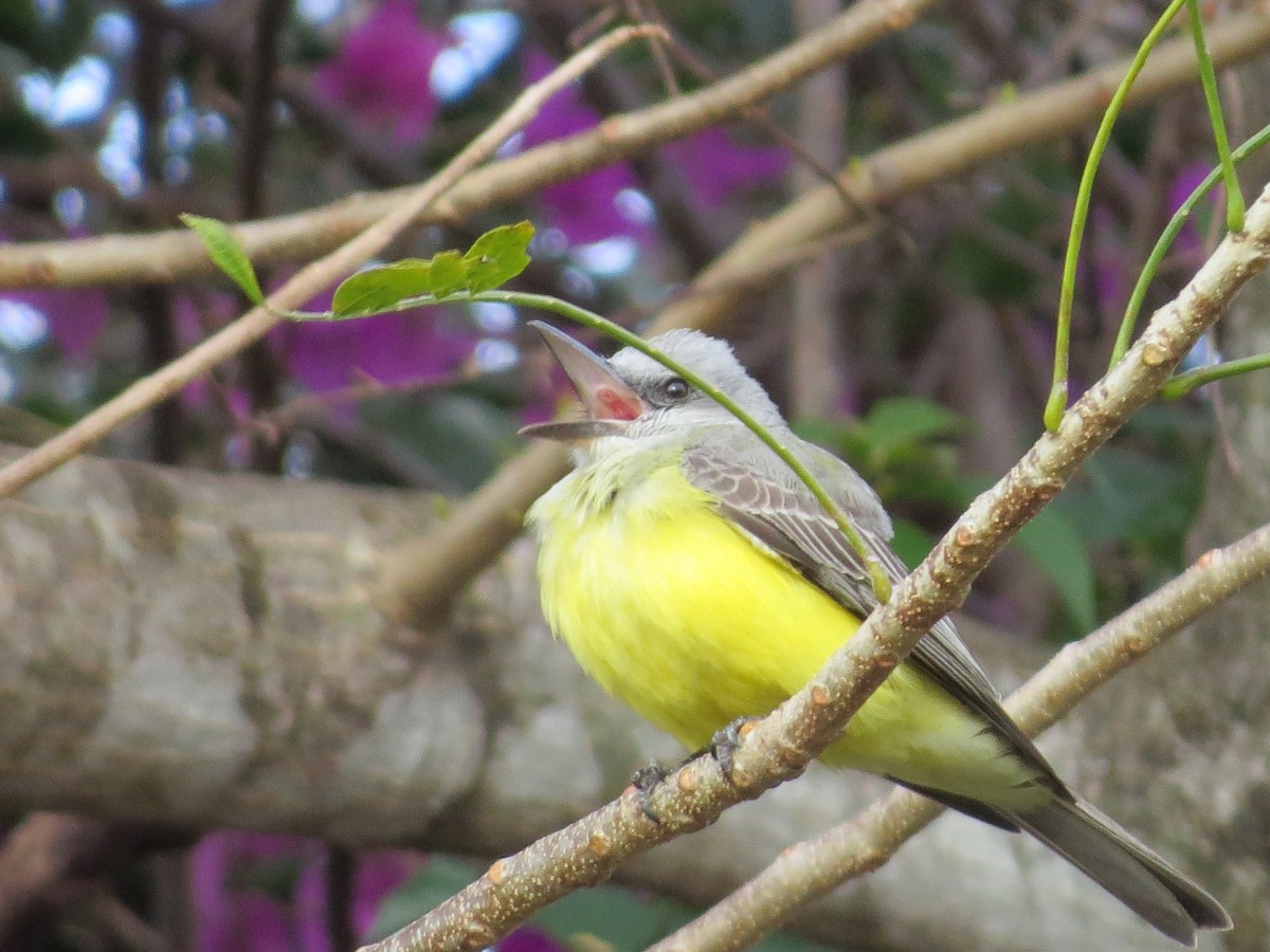 Tropical Kingbird - ML651097667
