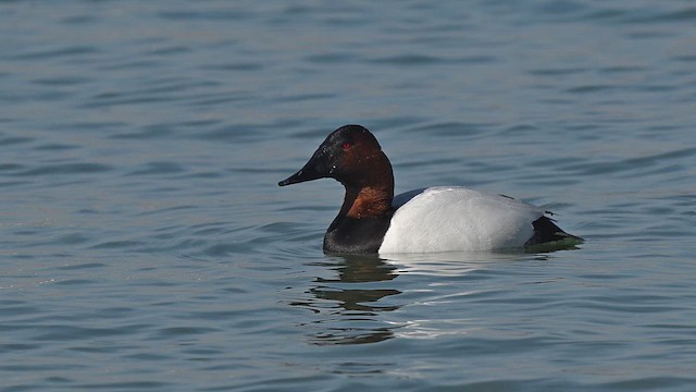 Canvasback - ML651097768