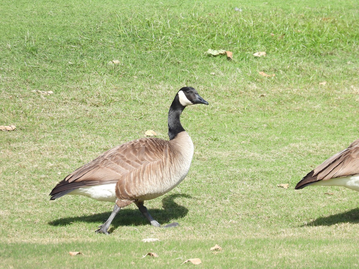 Canada Goose - ML651097802
