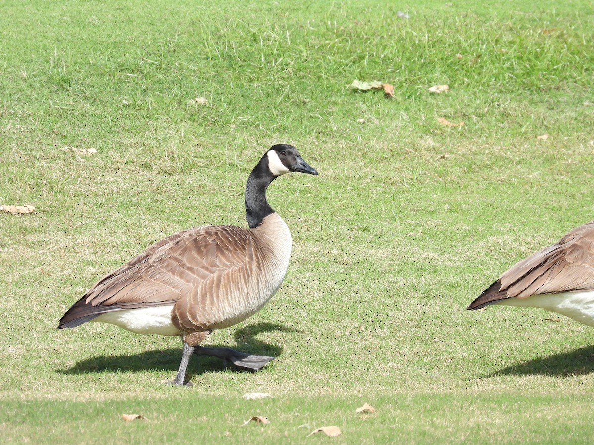 Canada Goose - ML651097803