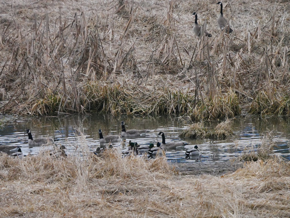 Canada Goose - ML651097816