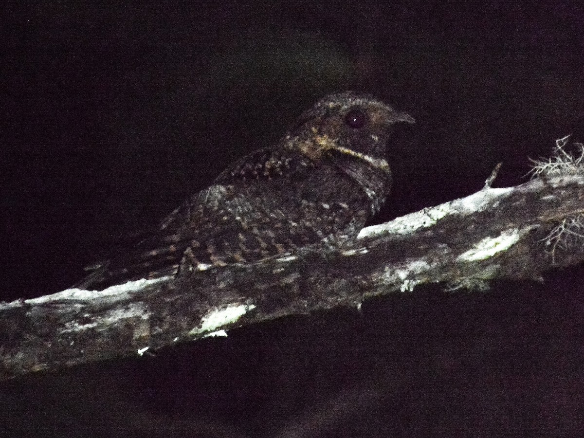 lelek volavý - ML651097887