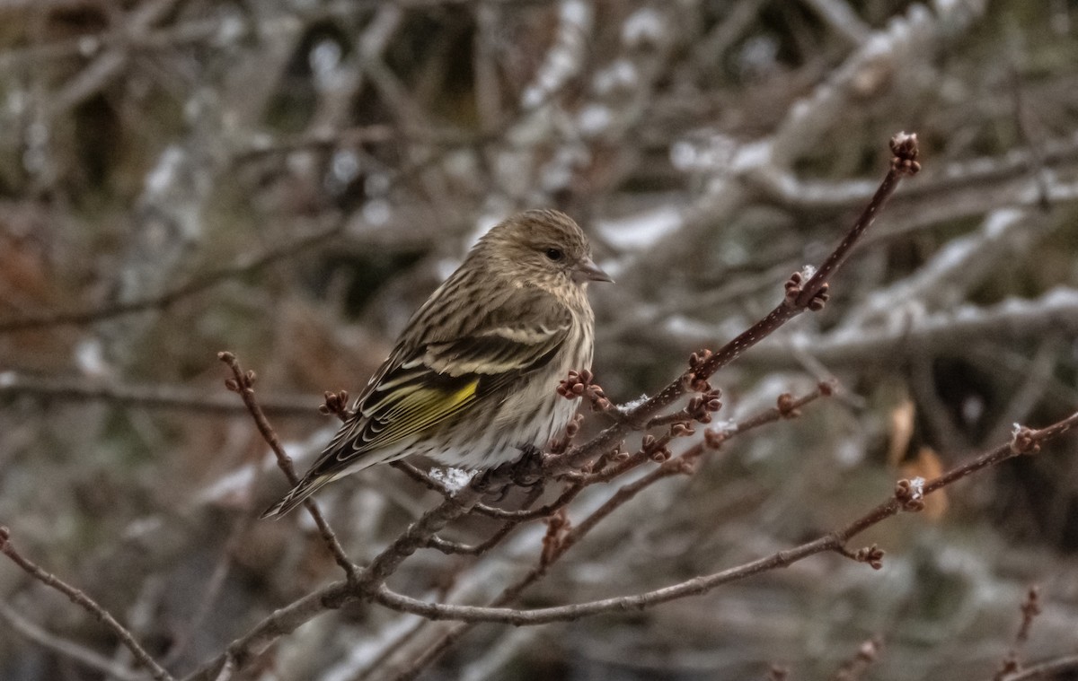 stripesisik - ML651097956