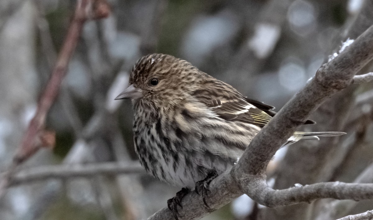 stripesisik - ML651097957