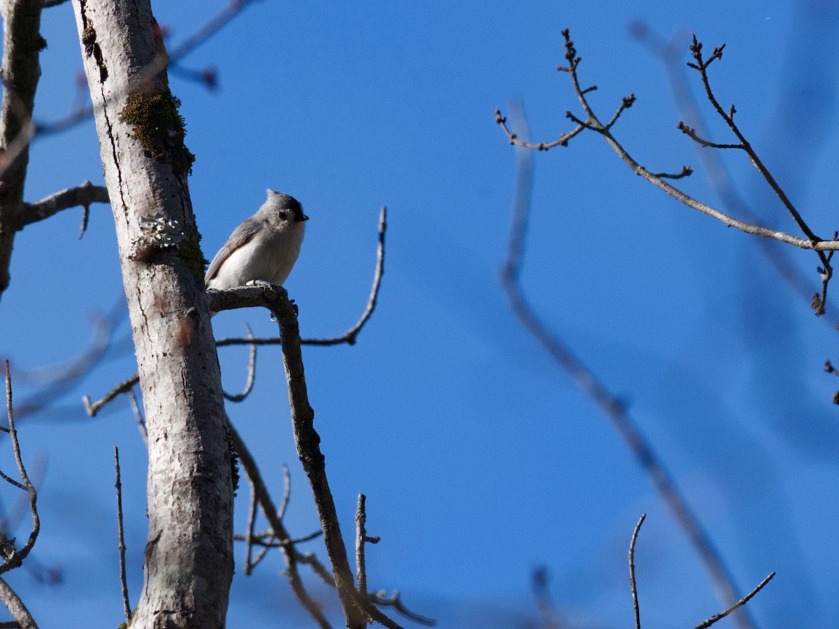Tufted Titmouse - ML651097958
