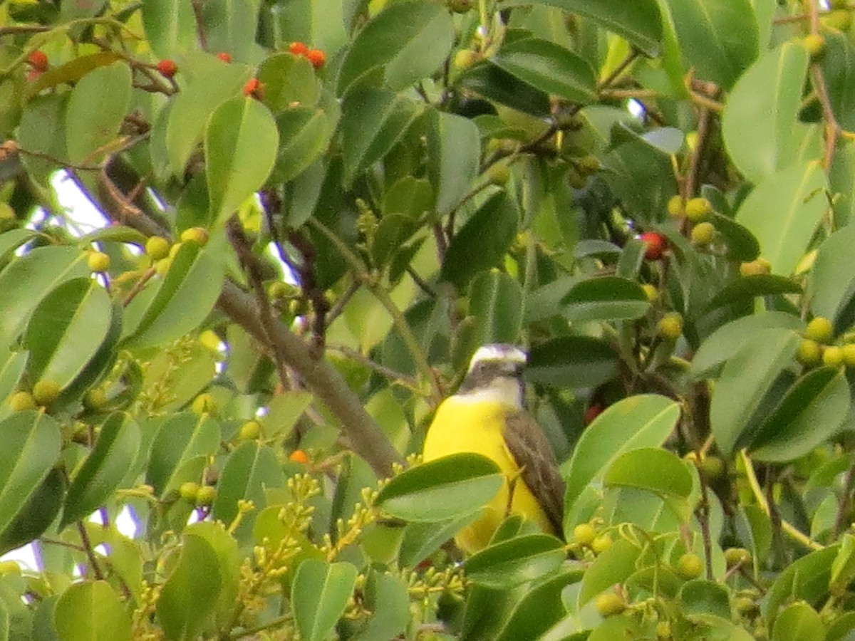 Social Flycatcher - ML651097963