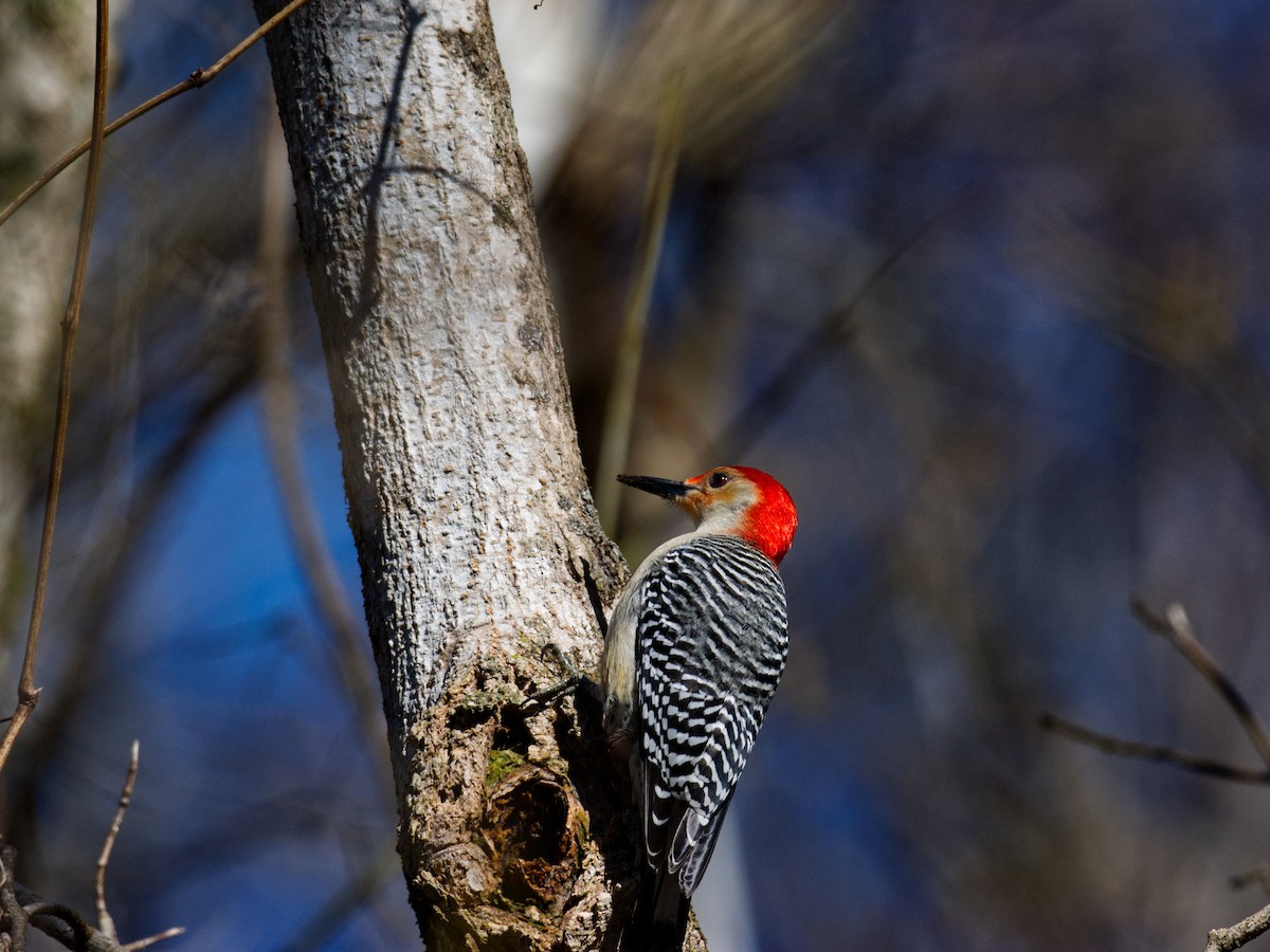 Red-bellied Woodpecker - ML651097975