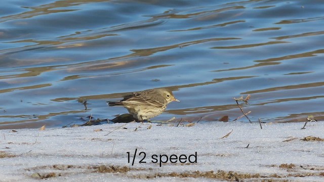 American Pipit - ML651098120