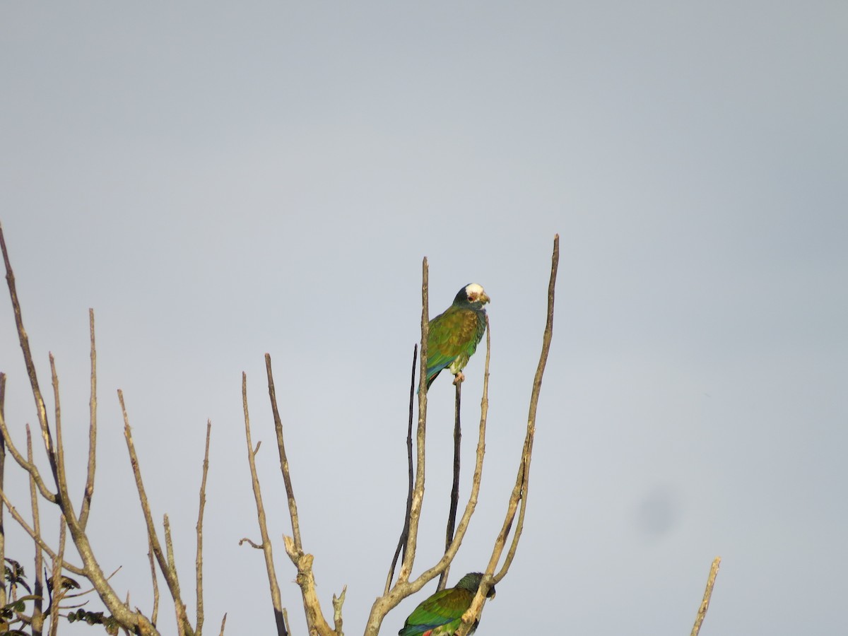 White-crowned Parrot - ML651098183