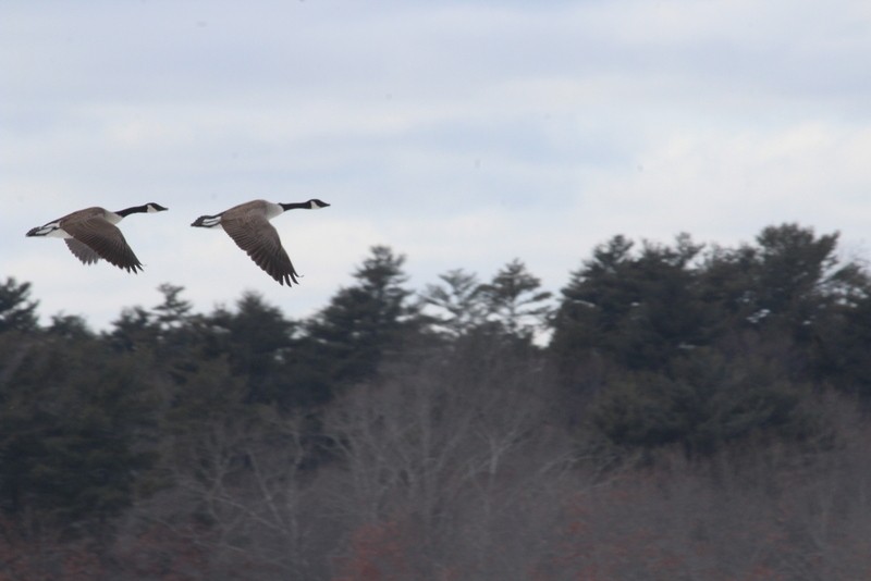 Canada Goose - ML651098190