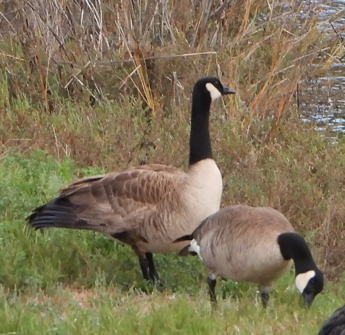 Canada Goose - ML651098392