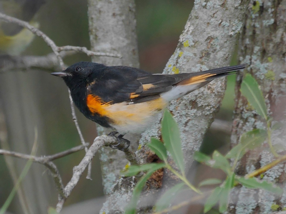 Горихвостковая древесница - ML651098420