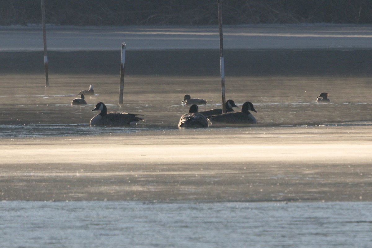 Canada Goose - ML651098438