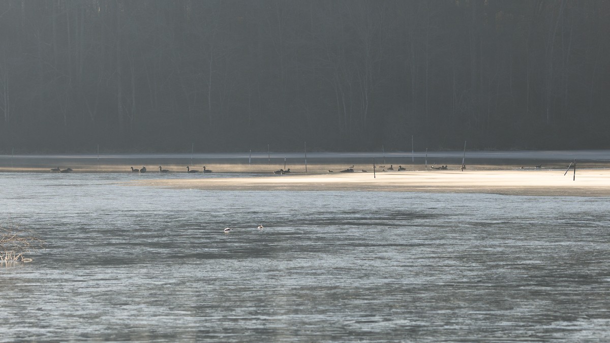 Canada Goose - ML651098439