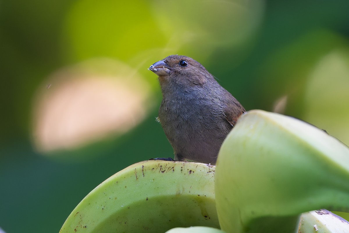 Küçük Antil Şakrağı - ML651098529