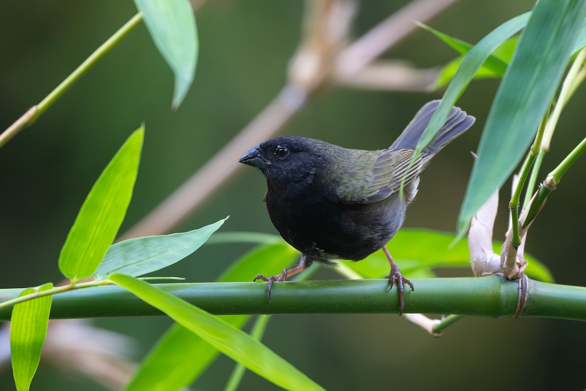 Kara Yüzlü Tohumcul - ML651098589