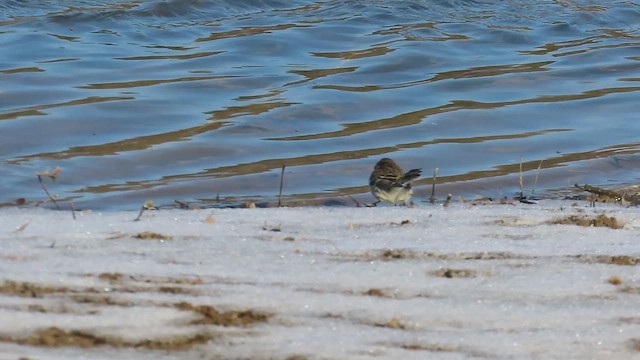 Yellow-rumped Warbler - ML651098591