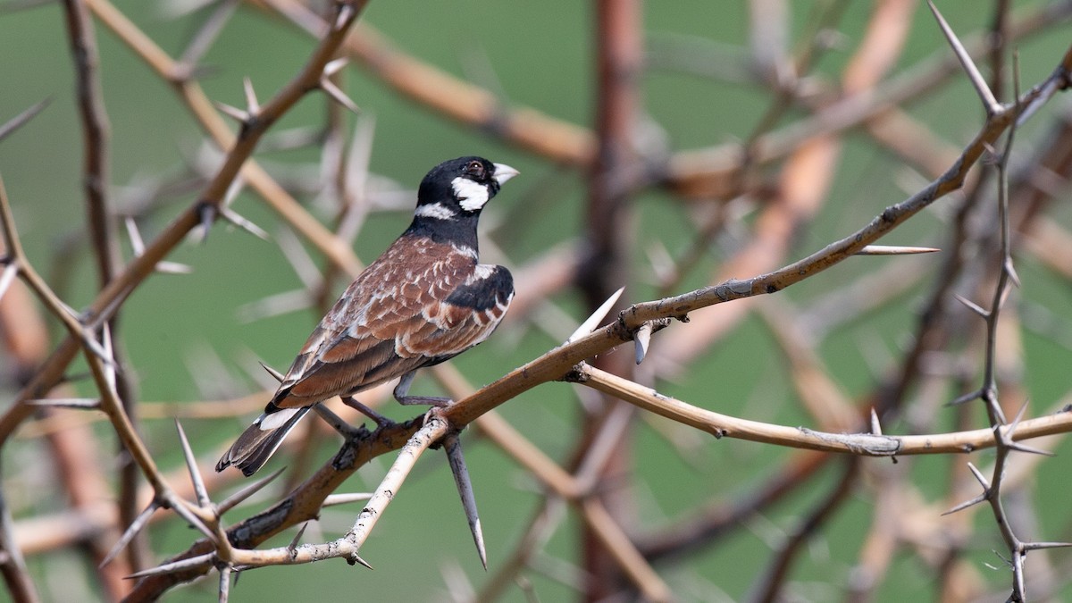 Weißwangenlerche - ML651098608