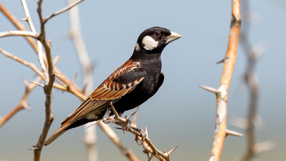 Weißwangenlerche - ML651098632