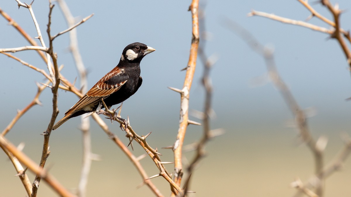 Weißwangenlerche - ML651098633