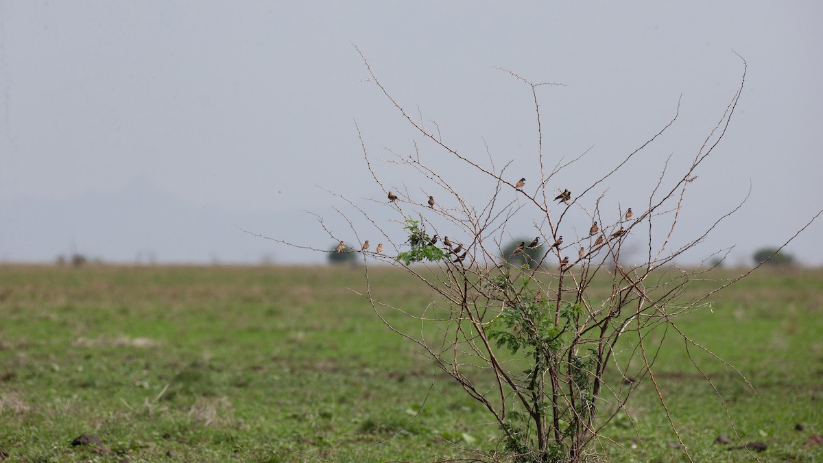 Weißwangenlerche - ML651098634